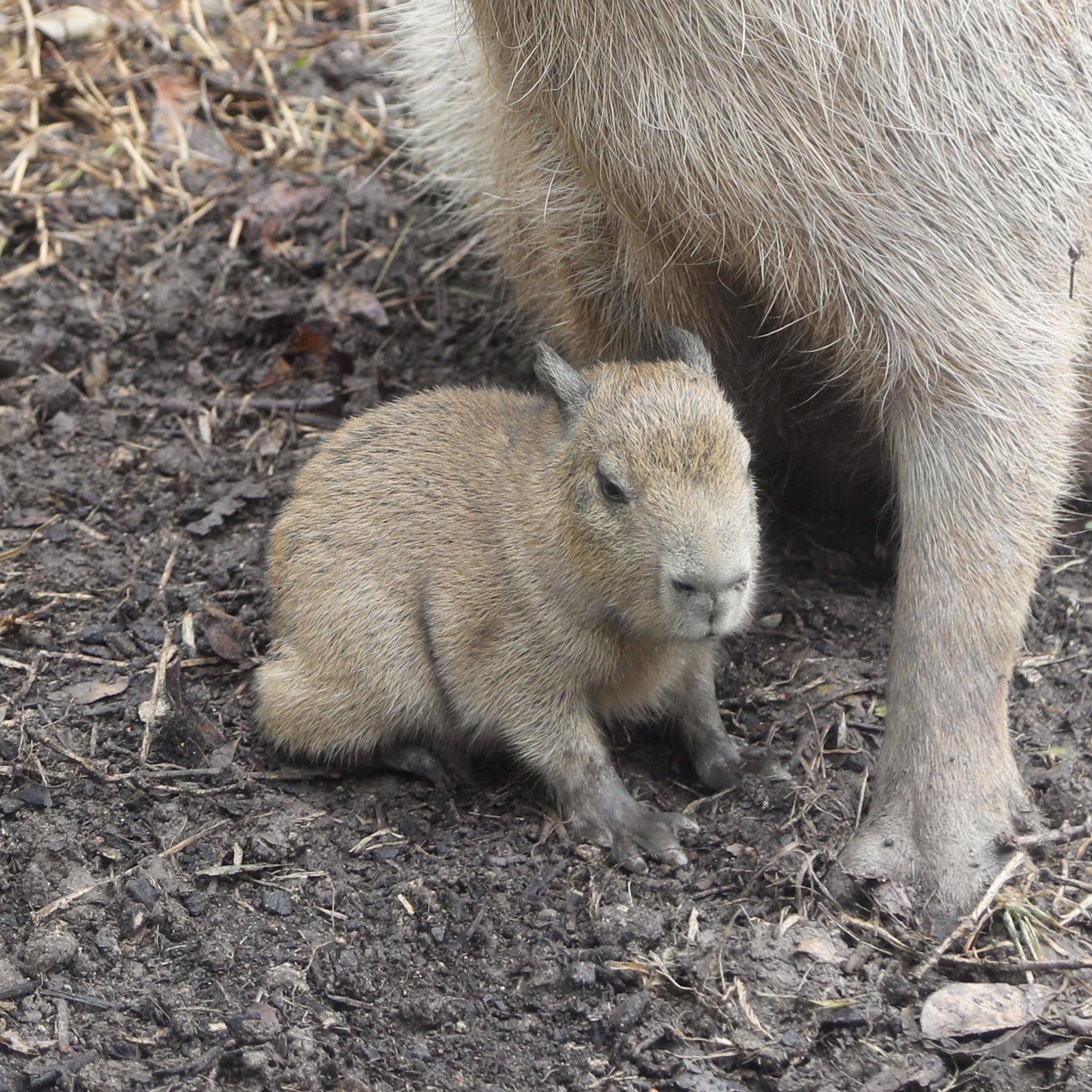 KAPIBARA Capybara Kapibara Series Sealed Case Of 6 pcs Blind Box | eBay
