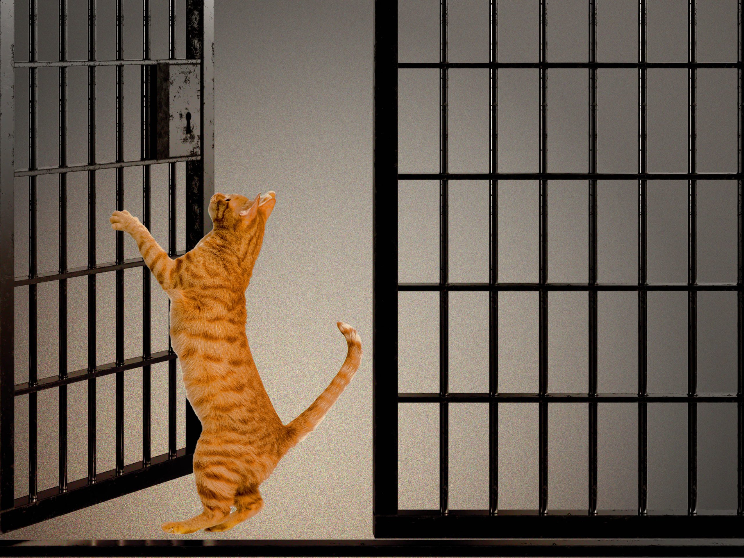 Woman Placed in Solitary After Viral Cat Fundraiser Is Back in Regular Housing, Texas Prison Officials Say